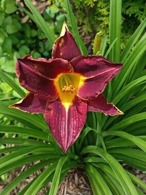 10 Fans Ruffled Daylilies Perennial Bare Root Live Plants Multi-Color Flowers